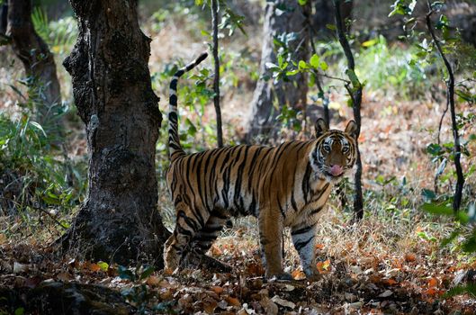 The tigress marks the territory splashing on a tree.