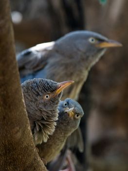 Turdoides striata. Jungle Babbler. India.