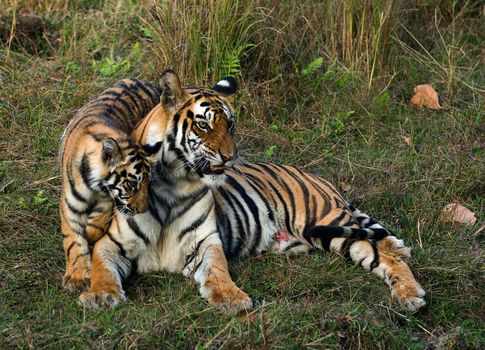 The wounded tigress becomes angry about the annoying kid.