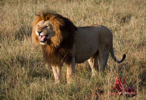 Lion's grin. / It is left becomes angry that him distract from a meal.