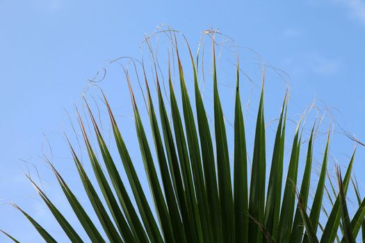 Sheet of a palm tree on sky