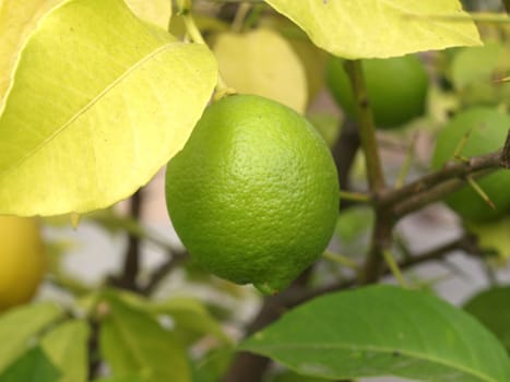 Lemon citrus