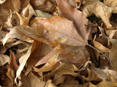 Falling leaves of sycamore tree background in Autumn