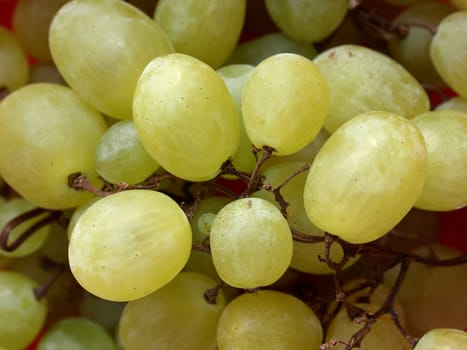 Grape of vitis