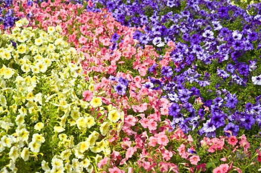 Field with multicolored flowers on the green grass. Texture. Selective focus.