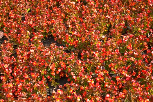 Field with red small flowers on the ground grass. Texture.