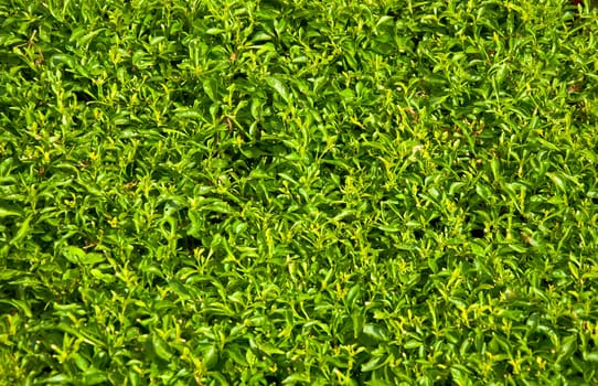 Texture of green grass closeup. Focus on the first stalks. Blur. Low depth of field.