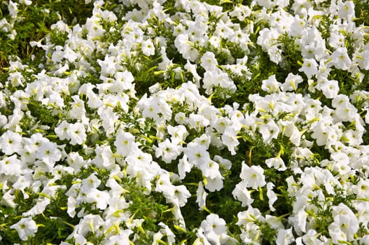 Field with white small flowers on the green grass. Texture.