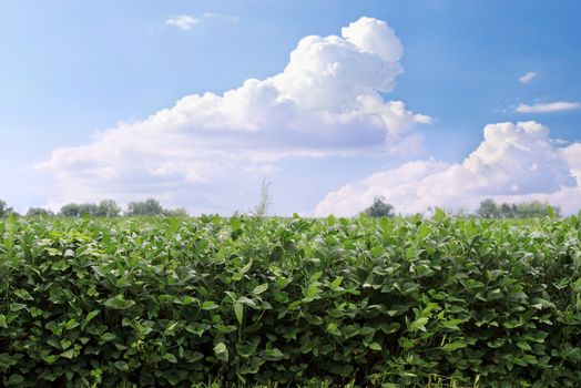 Soybean field located in Kentucky.