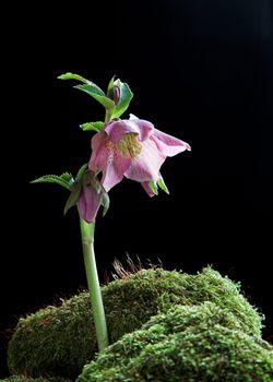 A hellebore flower growing through moss. Black background.