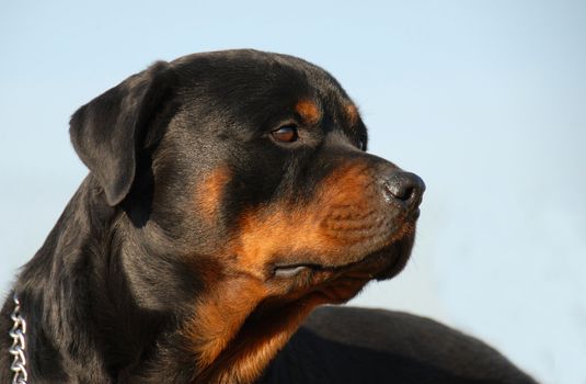 portrait of a purebred rottweiler: beautiful watching dog