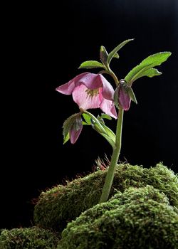 A hellebore flower growing through moss, covered with dew droplets.