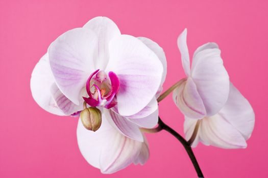 Moth Orchid isolated on Pink