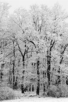 Frozen forest on a very cold winter day (-20 C) in Hungary 