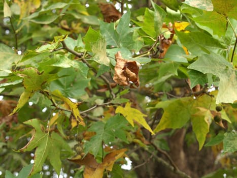 Sycamore or Platanus tree leaves