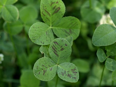 Shamrock clover symbol of Irelan