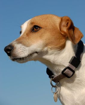portrait of a beautiful little purebred jack russel terrier