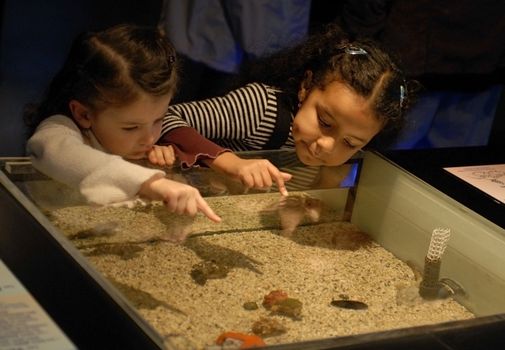 two little girls looking an aquarium in a museum