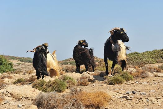 beautiful goatee with big bell in a blue sky and goats