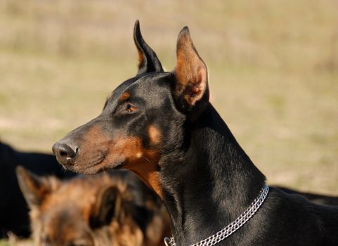 portrait of a beautiful purebred doberman pinsher