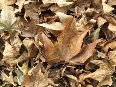 Falling leaves of sycamore tree background in Autumn