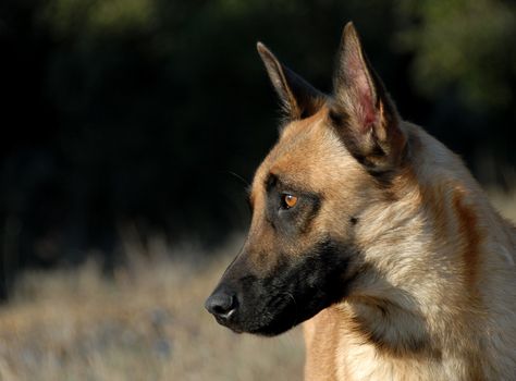 portrait of a beautiful belgian shepherd in the light of morning