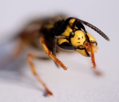 very close up head of a wasp oh a white background