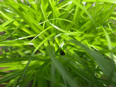 Green grass meadow