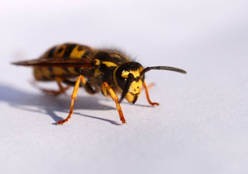 beautiful wasp on a white paper: close up of insect