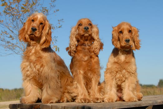 three cute purebred english cockers sitting on a table