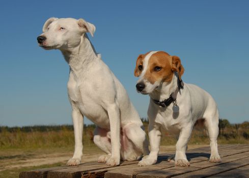 two little dogs: a jack russel terrier and a parson terrier