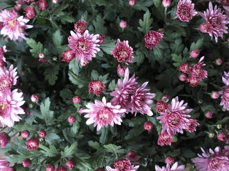 Chrysanthemum flower family of Asteraceae