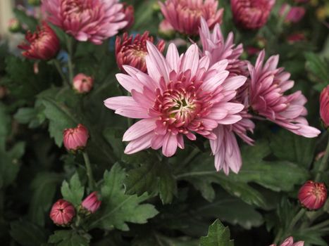 Chrysanthemum flower family of Asteraceae