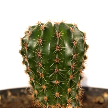 Cactus plant