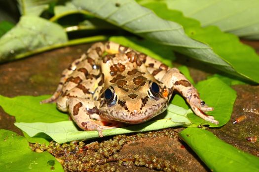 A Pickerel Frog (Rana palustris) sits on the forest floor at Monte Sano State Park - Alabama.