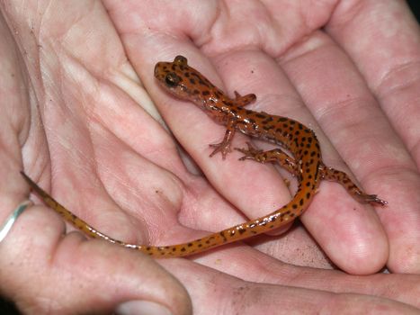 Cave Salamander (Eurycea lucifuga) in the Shawnee National Forest of Illinois.