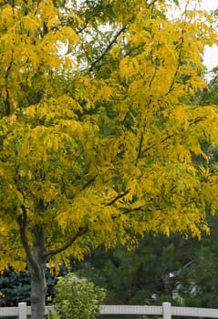 Autumn makes tree leaves turn colors