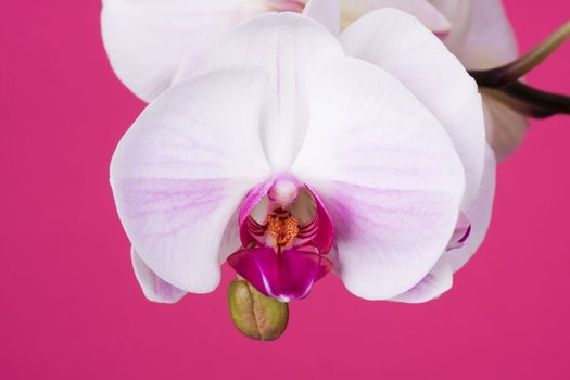 Moth Orchid isolated on Pink