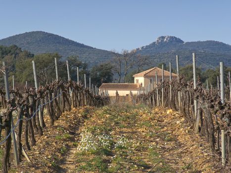 image of a house in Provence vineyards