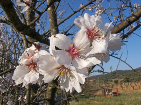 image of some flowers on almond tree branches