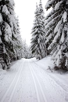 A winter ski trail through a forest