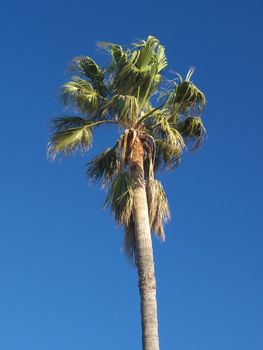 a long palm tree in the blue sky