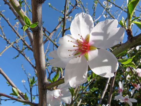 a close-up image of an almond flower