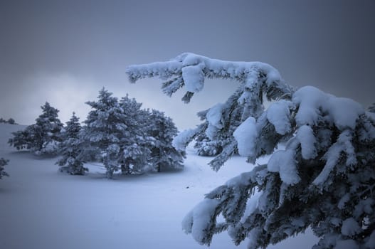 Frozen branch in forest