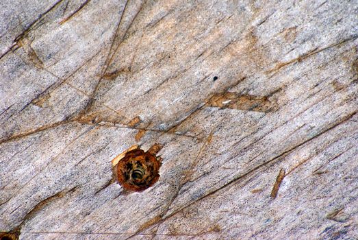 Old wood weathered with screw holes and scars for grunge look