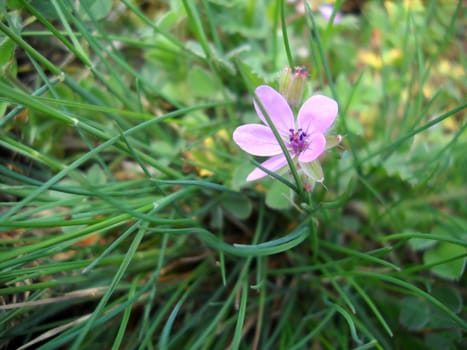 Flower; a plant; spring; flowering, a wood; macroshooting; flora; leaves