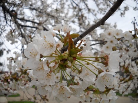 Flower; a plant; spring; flowering, a wood; macroshooting; flora