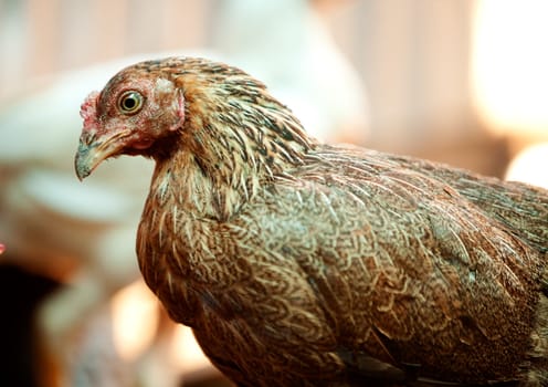 A chicken in a market for sale