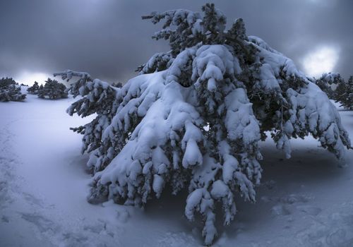 Frozen tree in winter