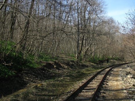 Wood; flora; plants; trees; vegetation; a track; a route; caucasus; the nature; a landscape; beauty